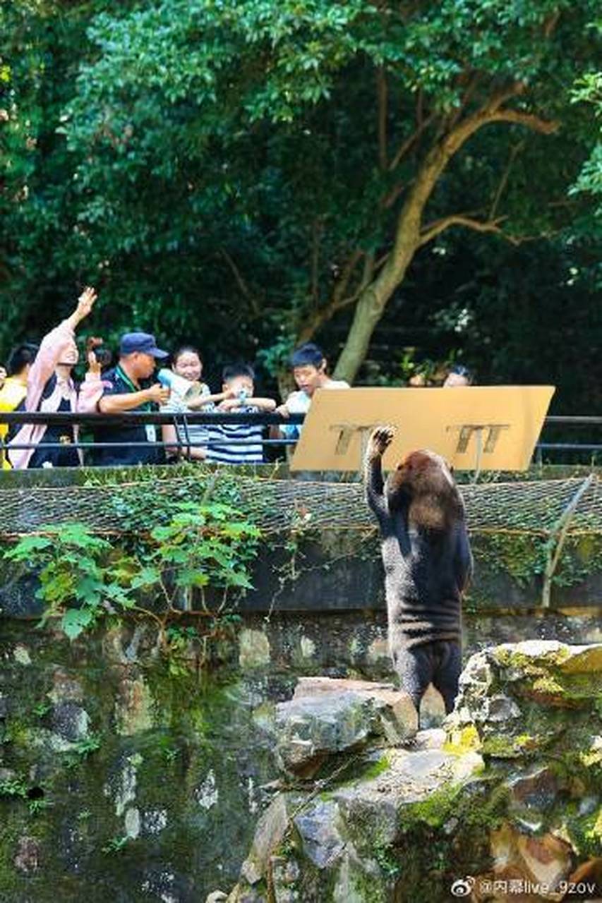 杭州动物园这只熊火了=杭州动物园这只熊火了 搜索屏幕电子秤
