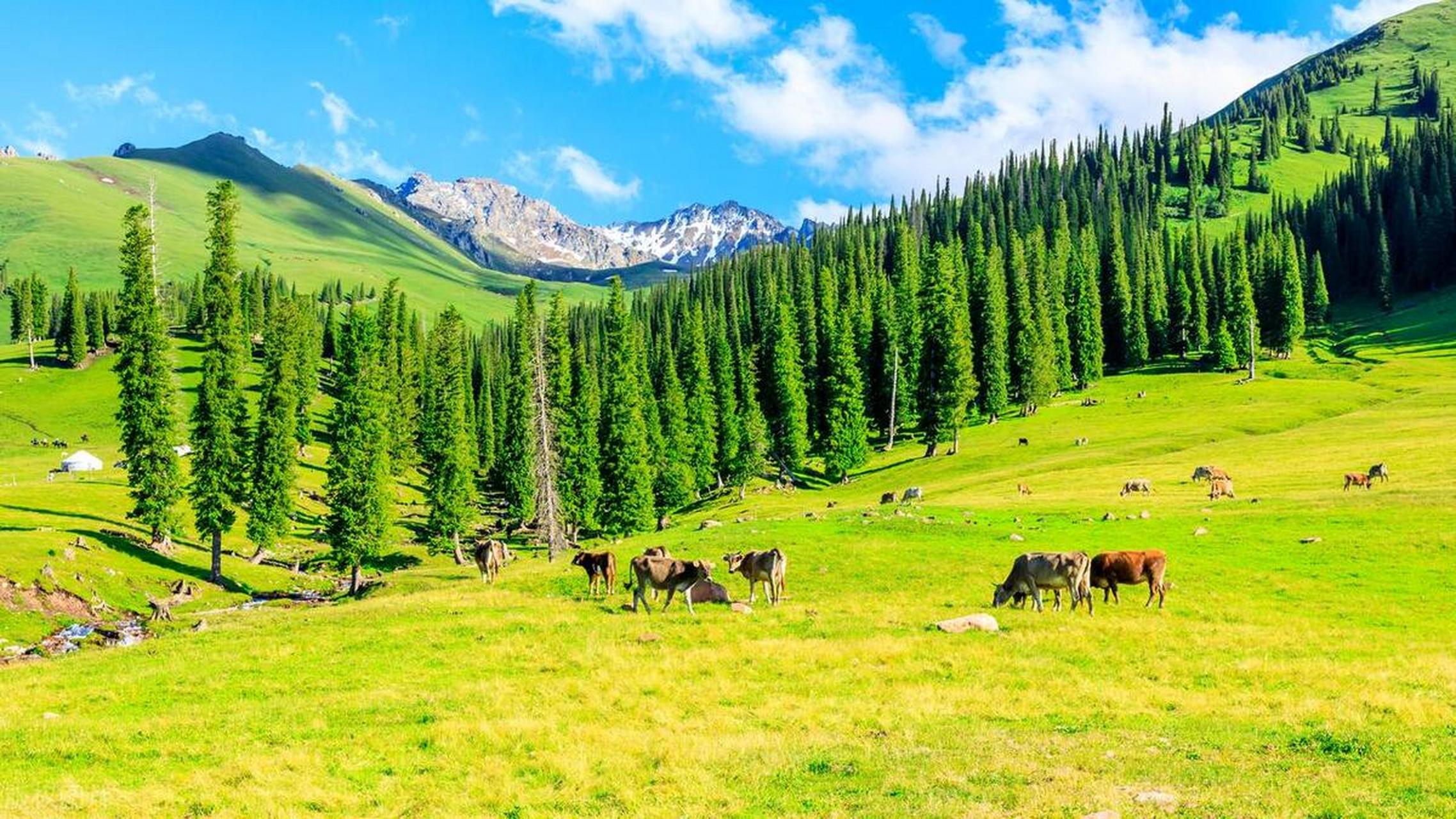不是国外,这是新疆那拉提草原  那拉提是人体草原与雪岭云杉相结合的