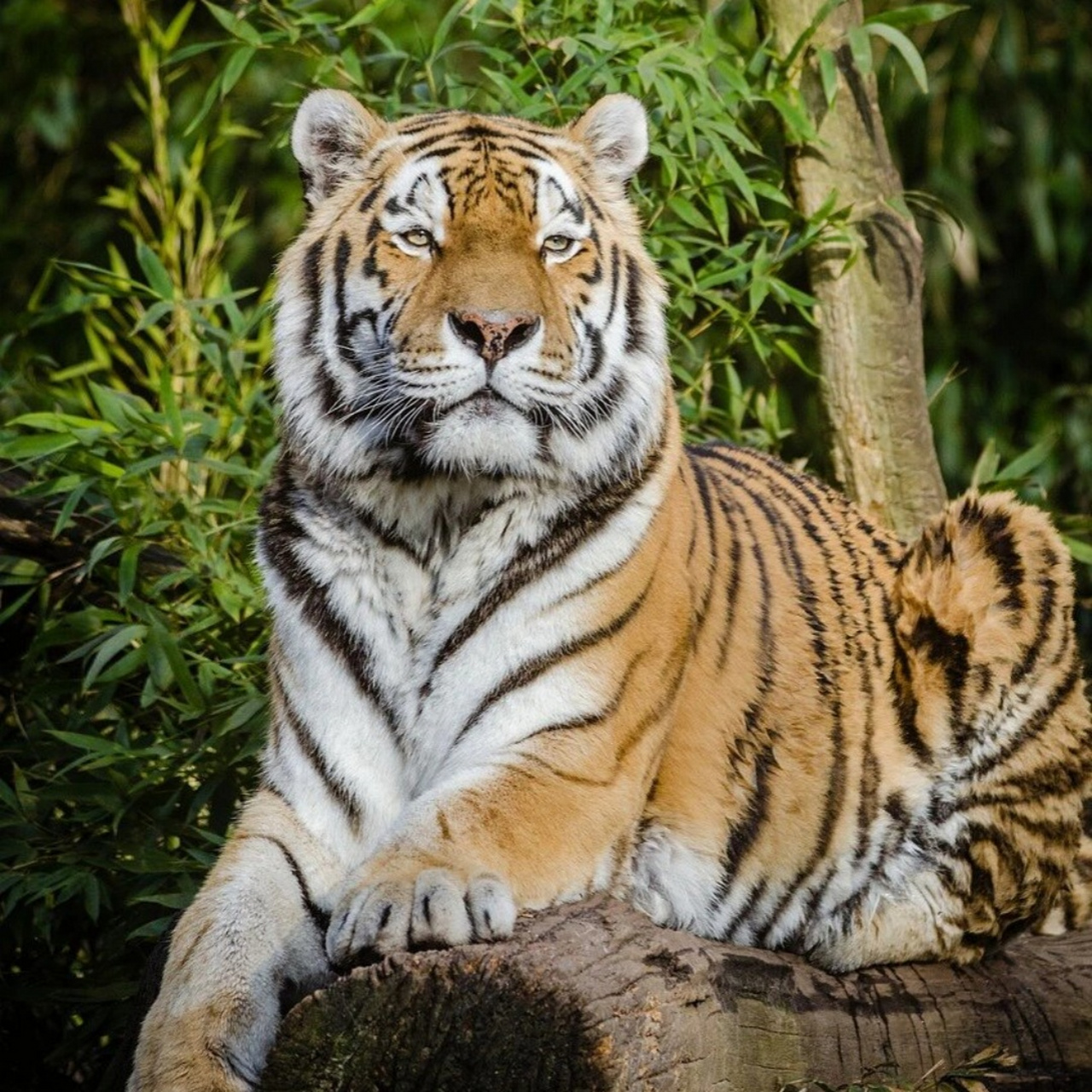 老虎是一种大型哺乳动物,属于猫科动物