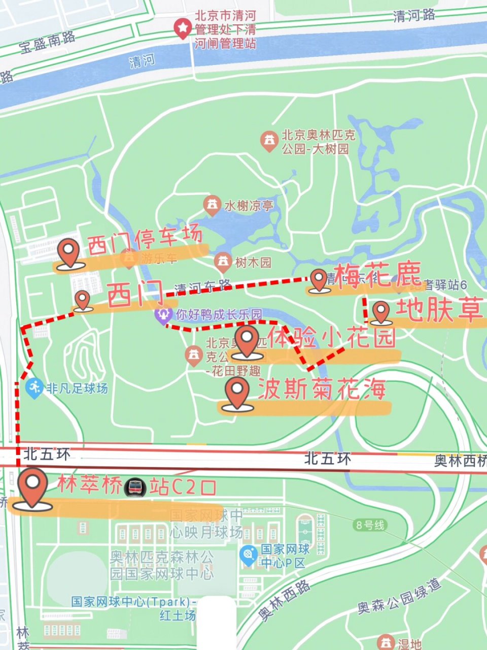路线:奥森北园西门→跑者驿站6(地肤草&粉黛子)→花田野趣(波斯菊