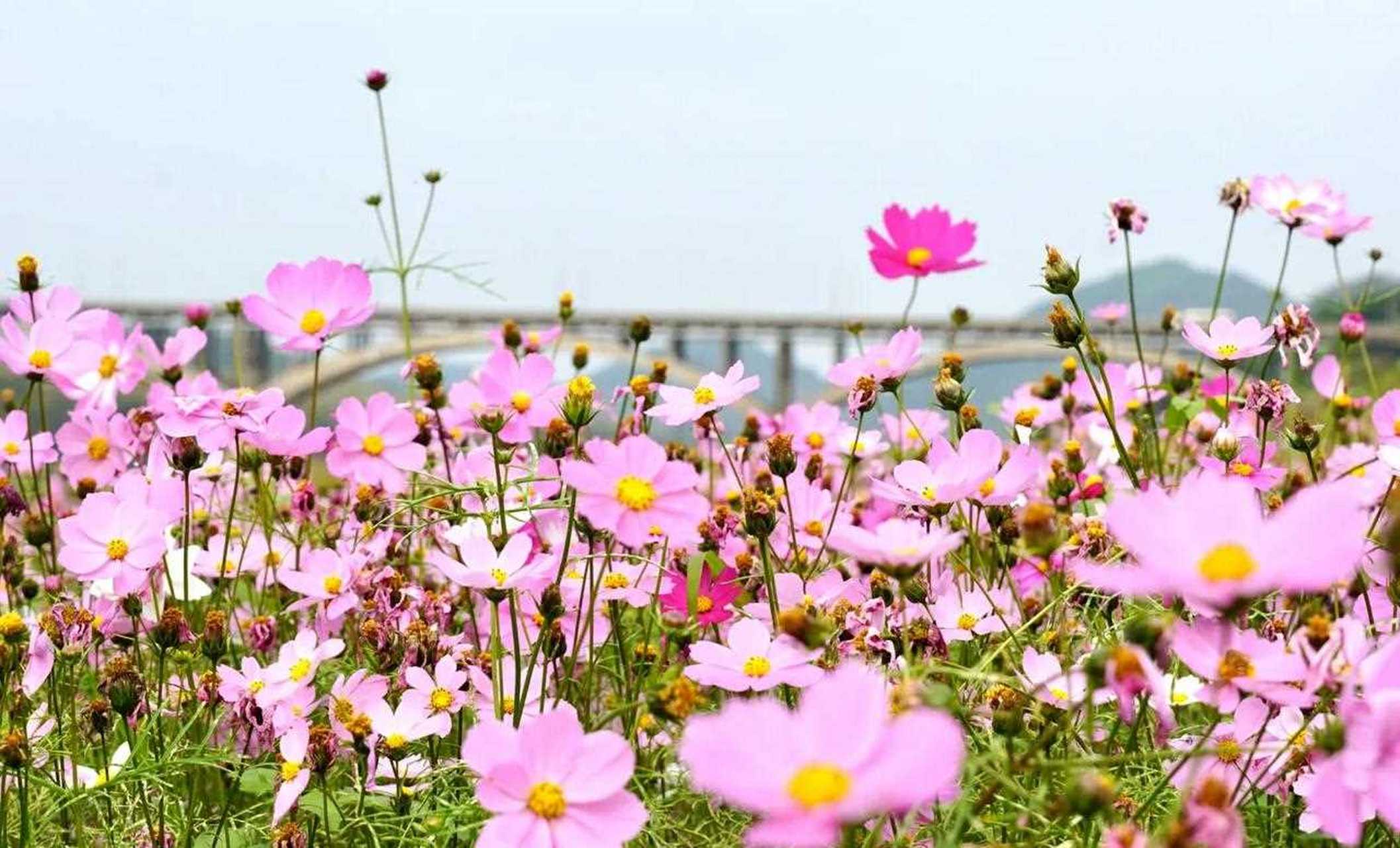 格桑花又称格桑梅朵,在藏语中,"格桑"是"美好时光"或"幸福"的意思,"