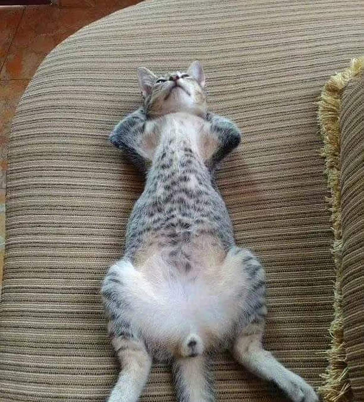 我的猫即将成为精子吗?[抠鼻]