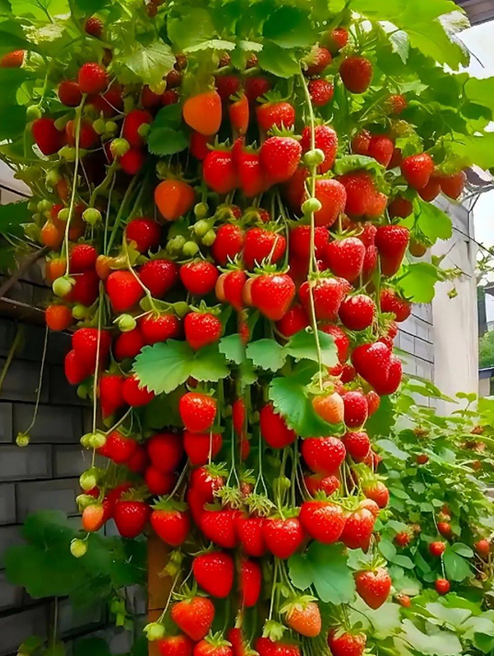 草莓树什么时候能出现呢?那就实现了草莓自由