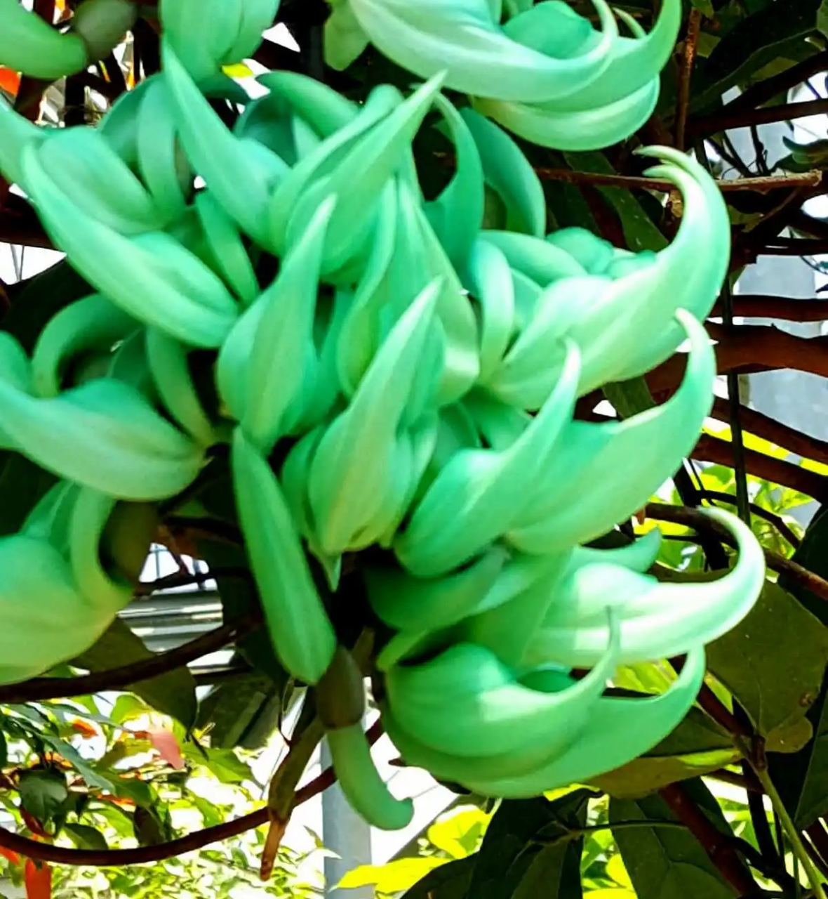 碧玉藤又称翡翠葛,由于属于藤类,是廊架,花亭,景墙等的外挂攀援的藤