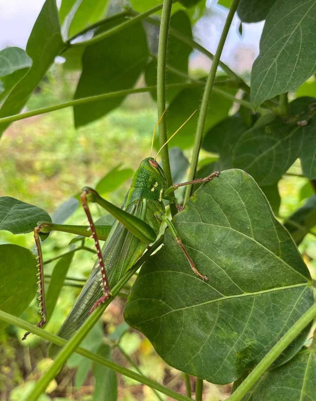 这种蚂蚱,在我老家叫"老飞头",头大,身宽,腿壮,不好逮.