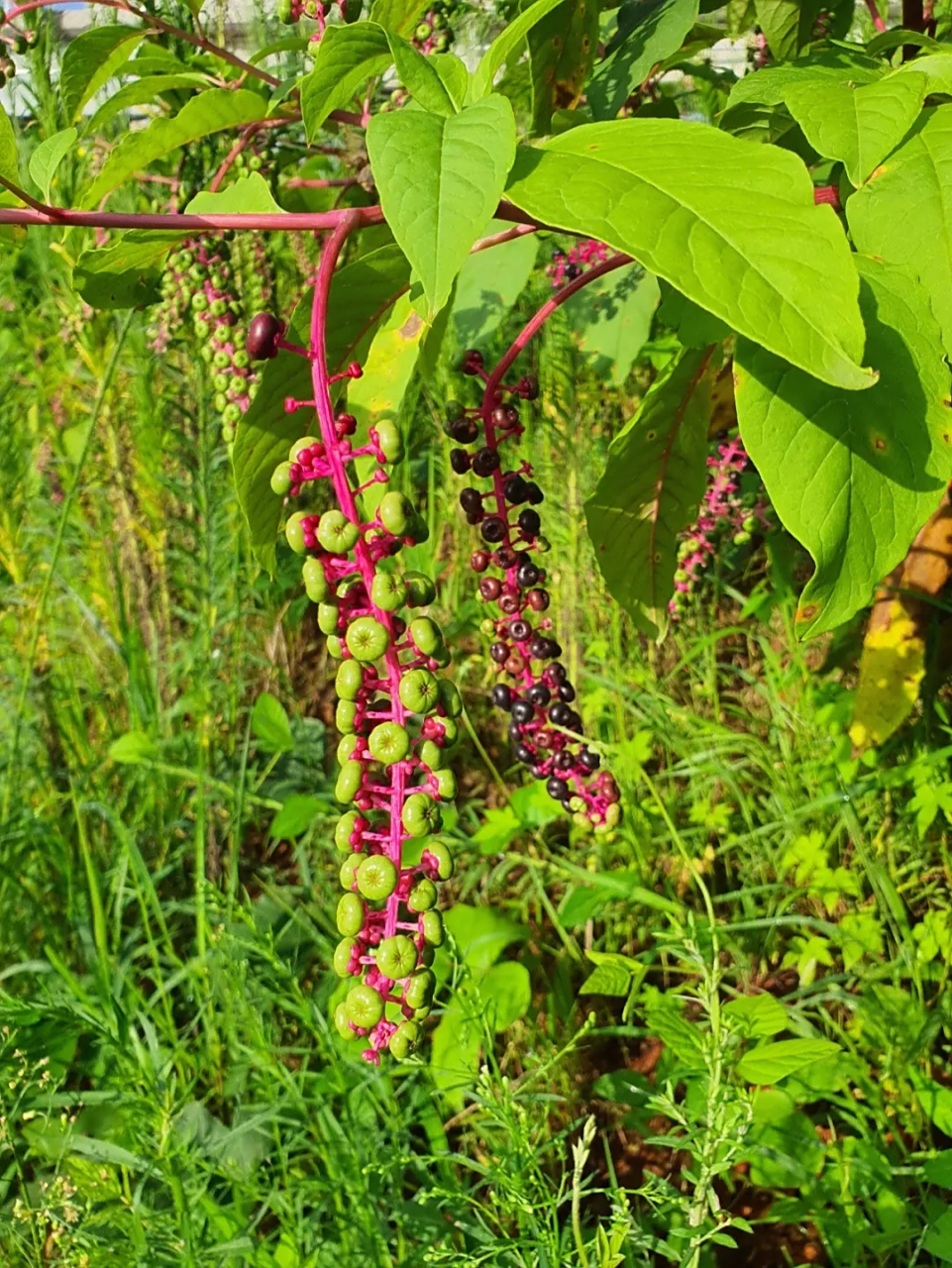 这种植物叫垂序商陆,粗枝大叶,茎枝红色,看上去很是惹人喜爱.