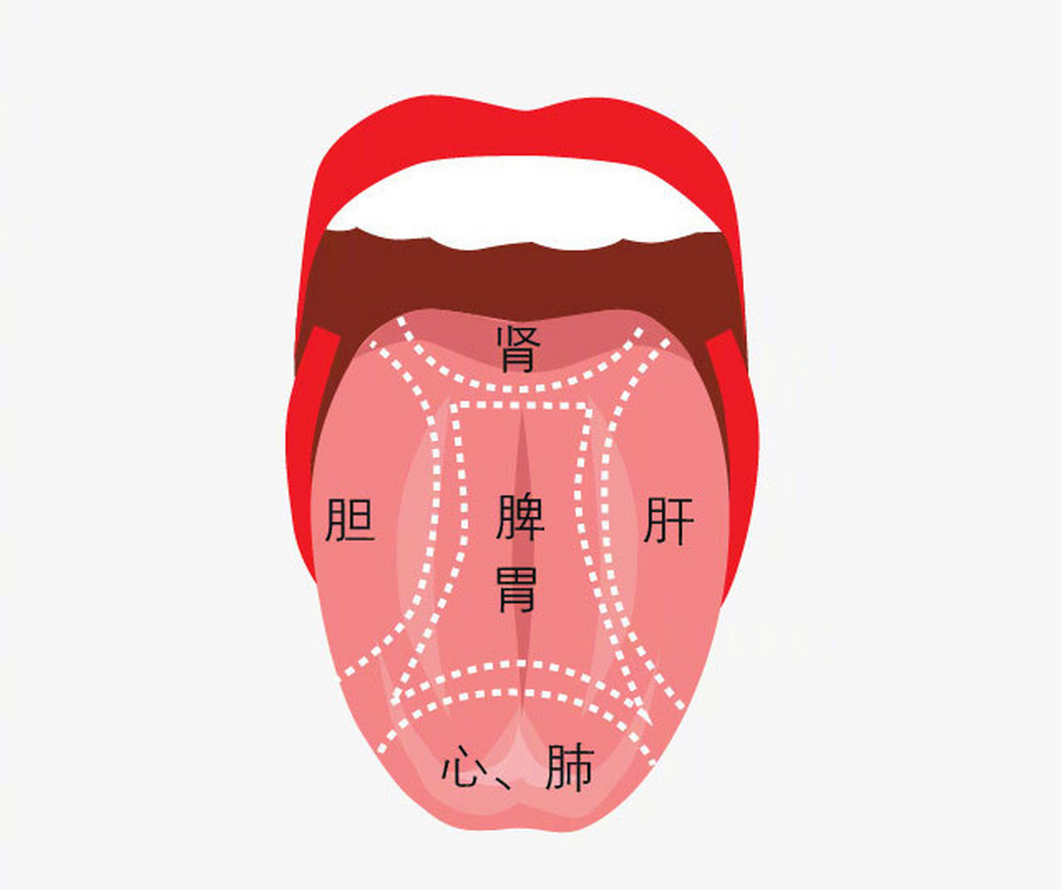 舌象能反映,你的五脏六腑情况!