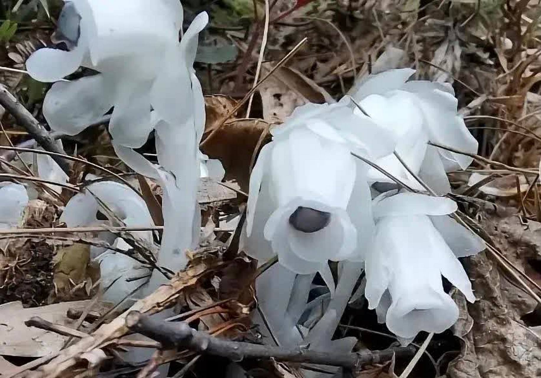 幽冥花~主要生长在富含腐殖质的阔叶林下,对环境要求比较高.[笑哭]