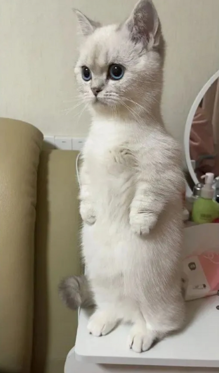 一只受到惊吓的猫咪