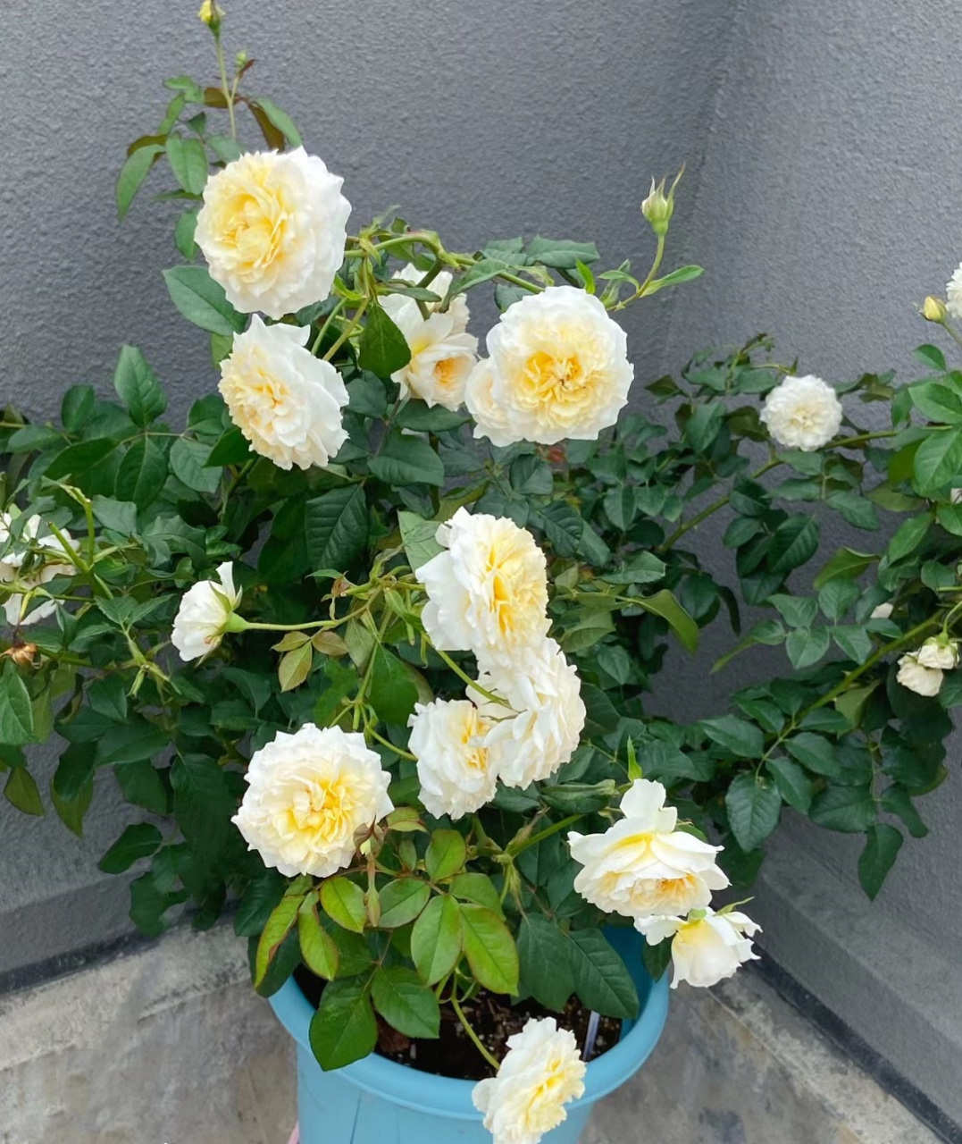 这种月季名叫"尤金妮",一个非常优秀的品种,株高仅1米迪,小灌木,也能