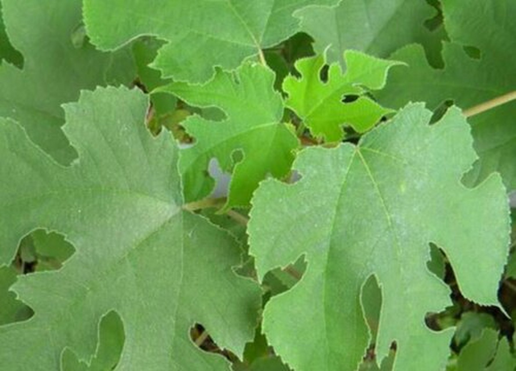 楮桃树 也称"构树" 构树叶煮水凉血解毒 润肤止痒 构树叶煮沸15分钟煮