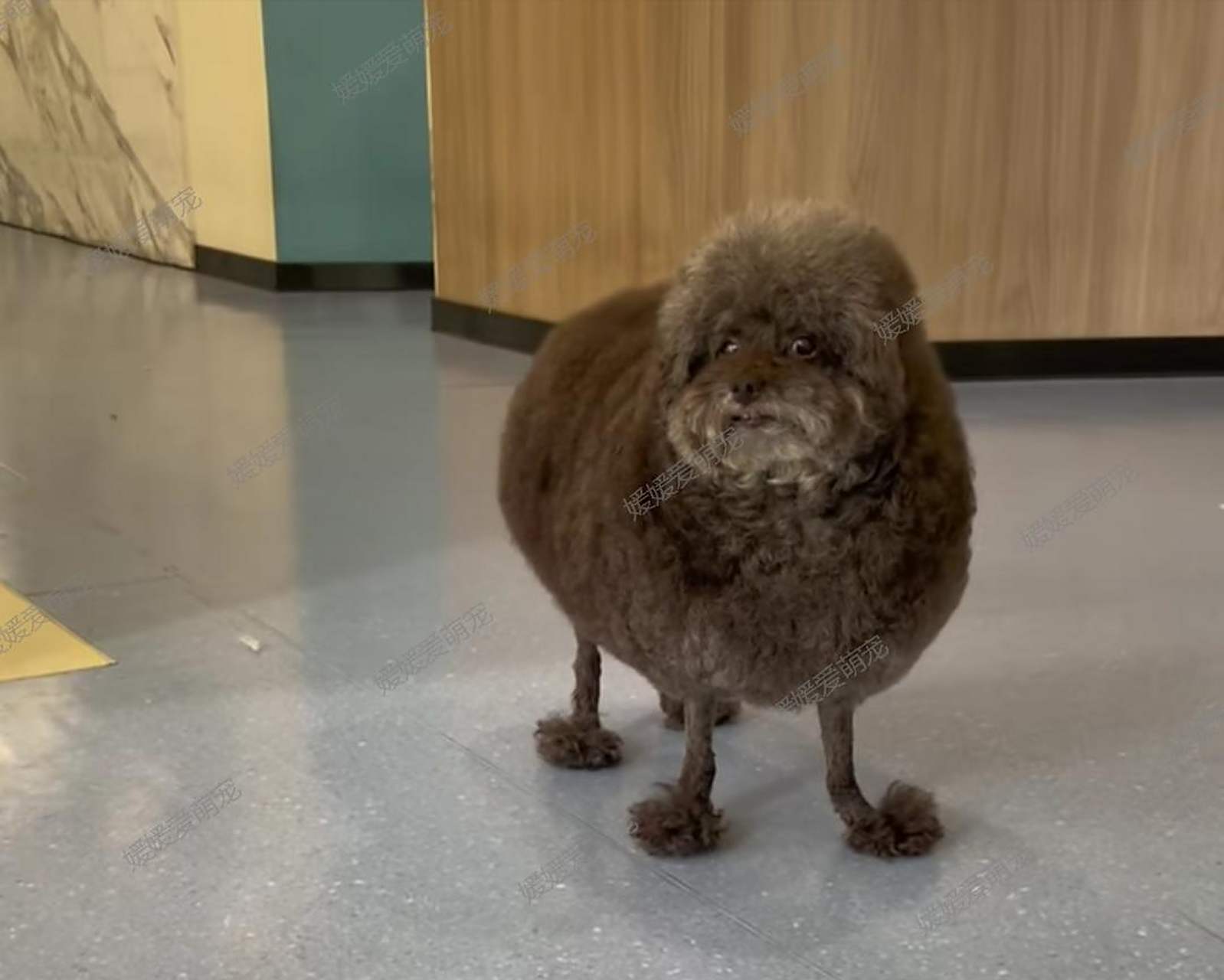 嘿嘿,这只泰迪看起来好像一只可爱的小绵羊呢![笑]