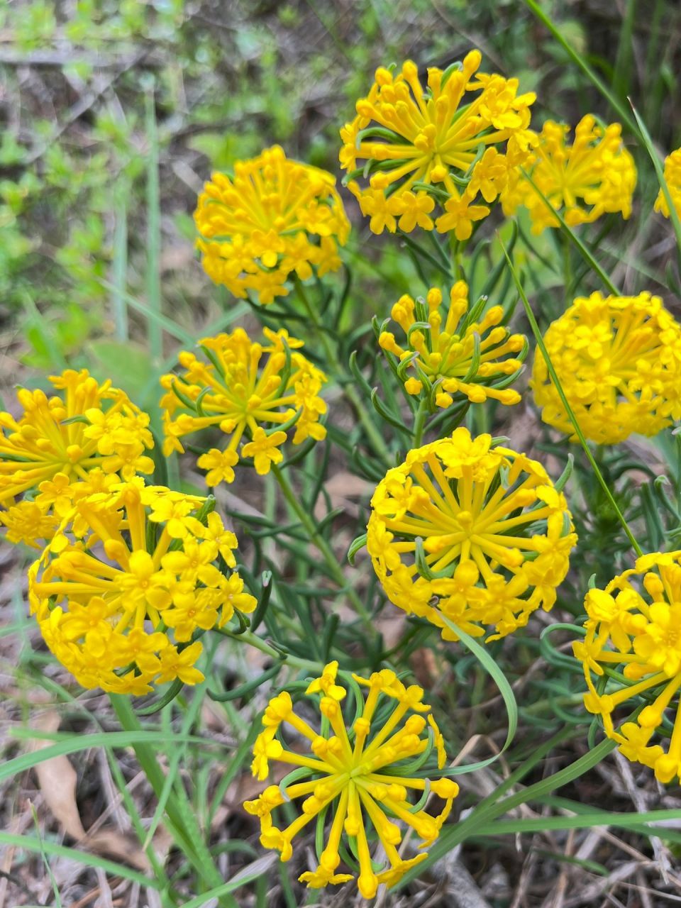 爬山看到的,查狼毒花出来的大多红色,青藏高原常见.