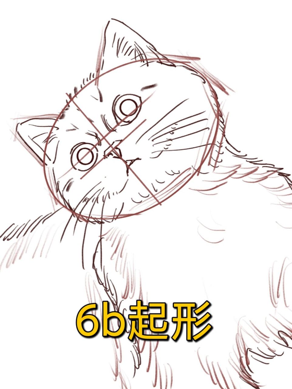 画金渐层一只猫的手绘 五步画好一只猫画金渐层要注意整体都是在暖