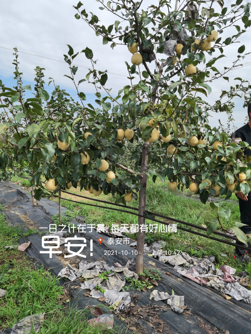 以下是突出泽雨农业管理的晚熟山农酥梨树的优质技术特点的2年生山农
