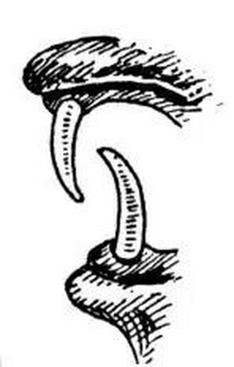 牙"是个象形字. 金文的形体像上下交错对合的两枚兽牙的形状.