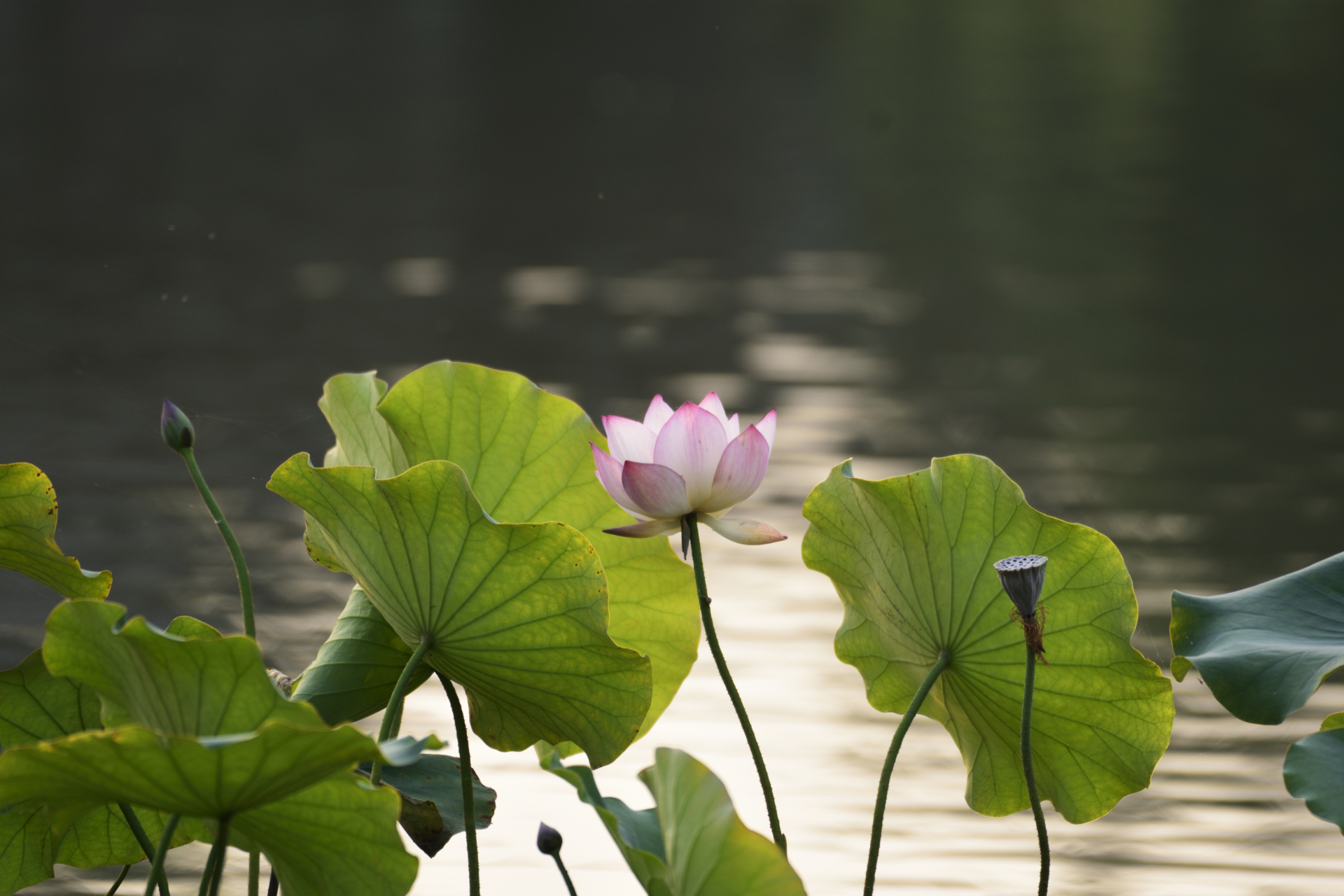 爱莲说# 夏至荷花盛开的时节,北宋理学家周敦颐的《爱莲说》"出淤泥