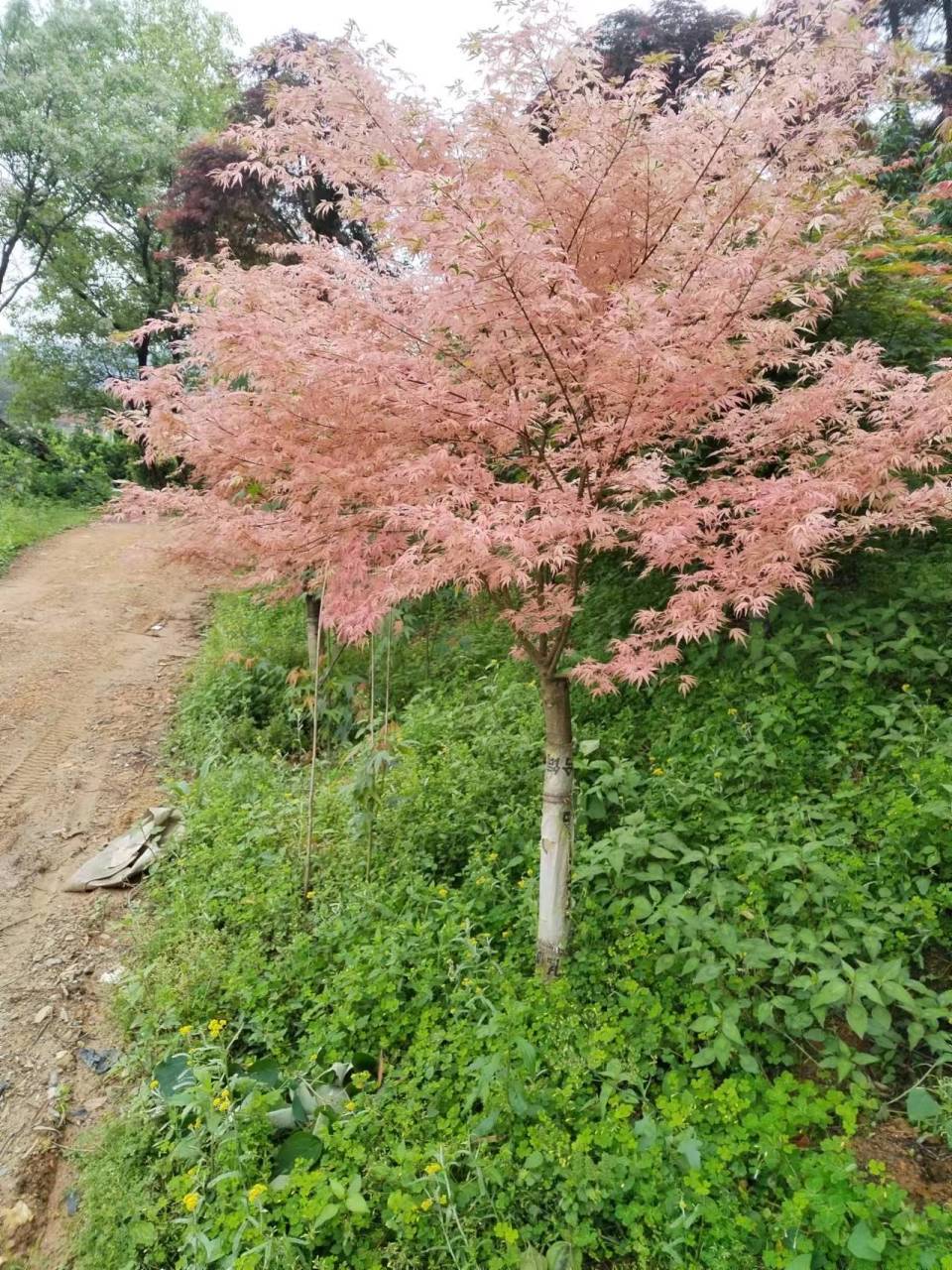 广西桂林全州绿泰苗木基地  主营造型泰乐,流泉红枫,日本红枫,红小袖