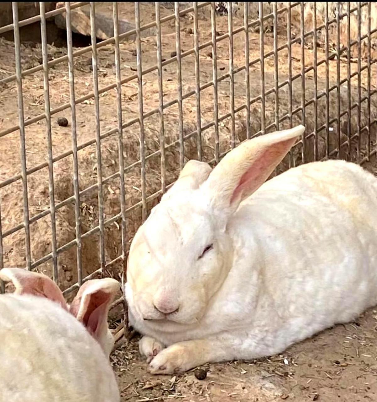 这只兔子长得像孙红雷,但并不丑.