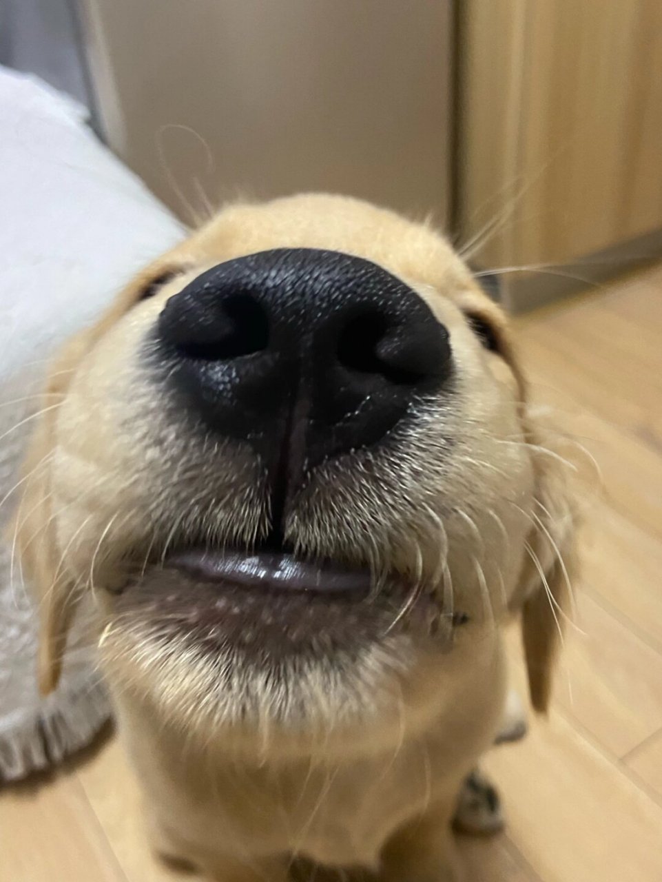 宠物 一张封神  让我看看还有谁没看过我家可爱的噗噗狗狗的大头照!