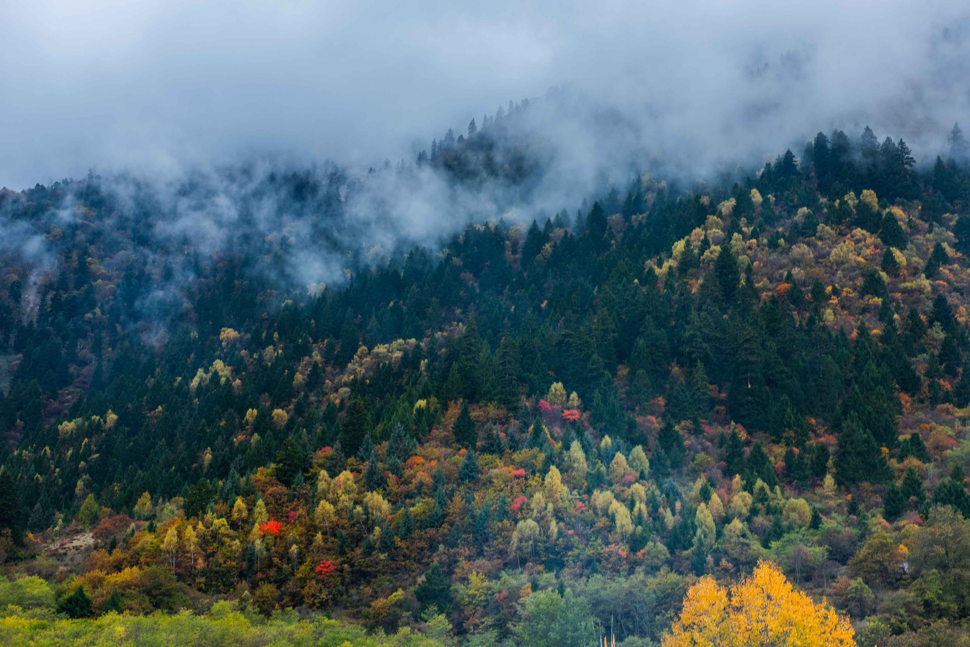 中查沟,九寨鲜有人知的"世外秘境" 与九寨沟仅一山之隔的中查沟,与大