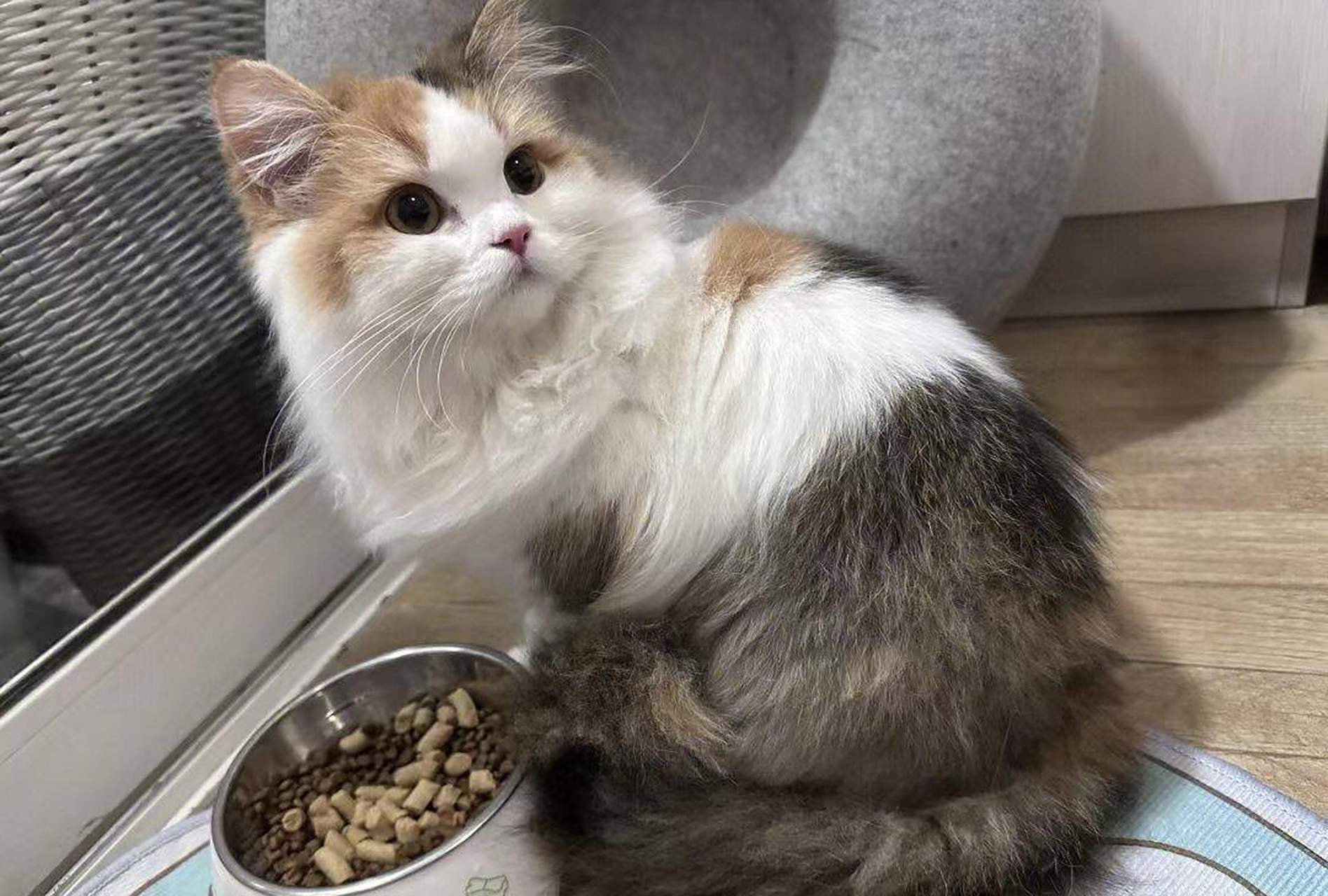 网友:捡到这么好看的三花猫,它的主人一定很爱它吧!