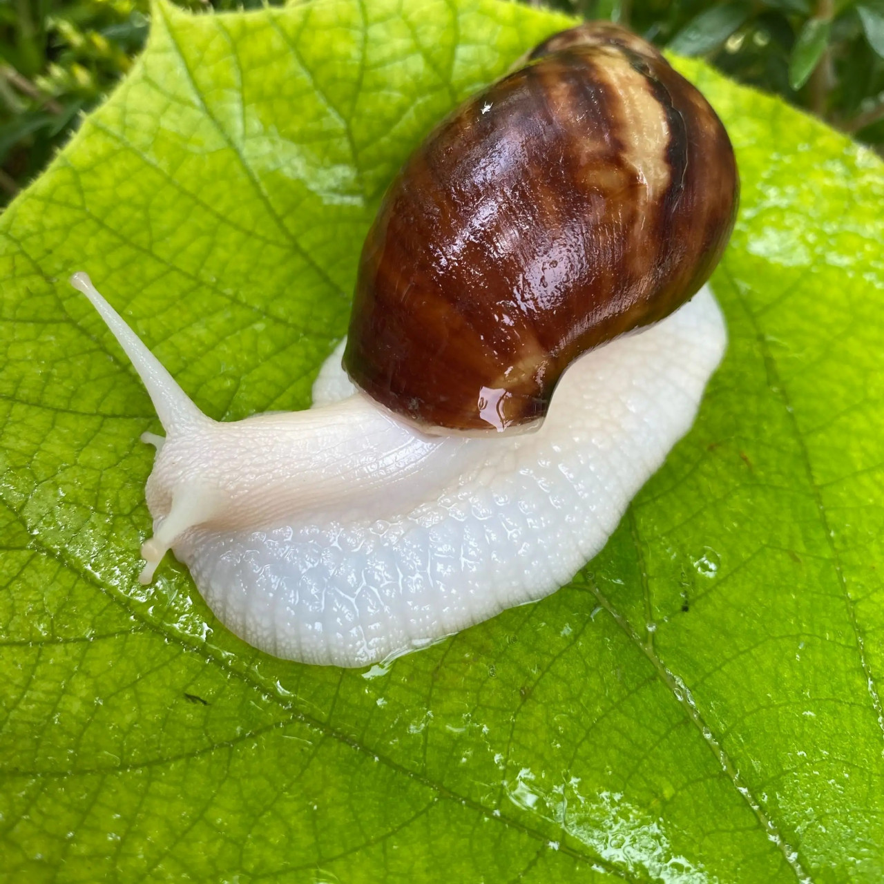 记录大自然的动物世界##白玉蜗牛#   蜗牛千万种,为啥要养这种?