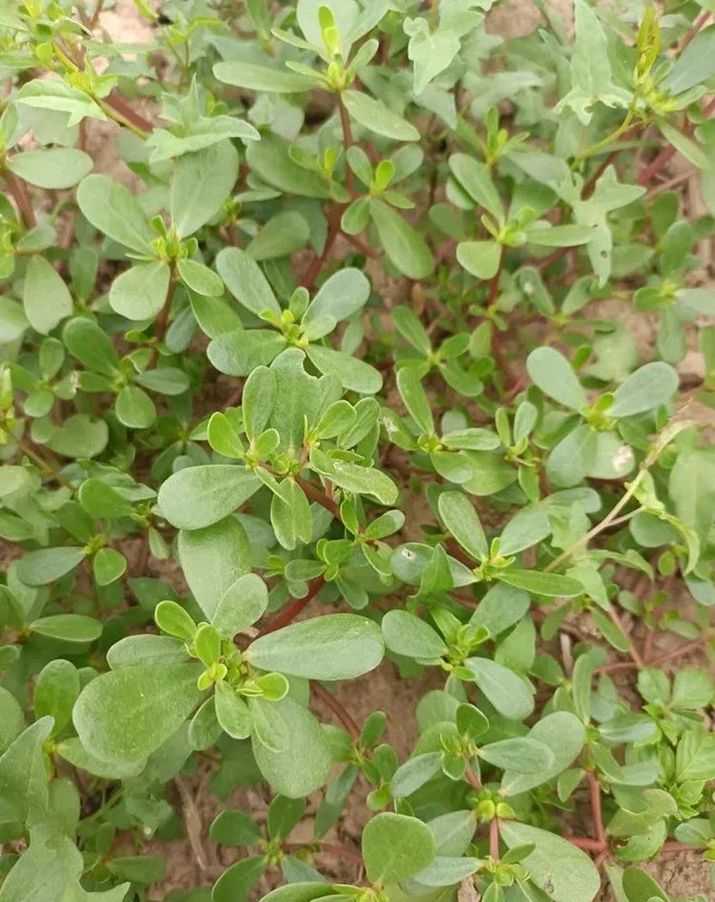 [祈祷] 马齿苋一般长于田边地角马路边,性寒,味酸,能清热解毒,凉血止