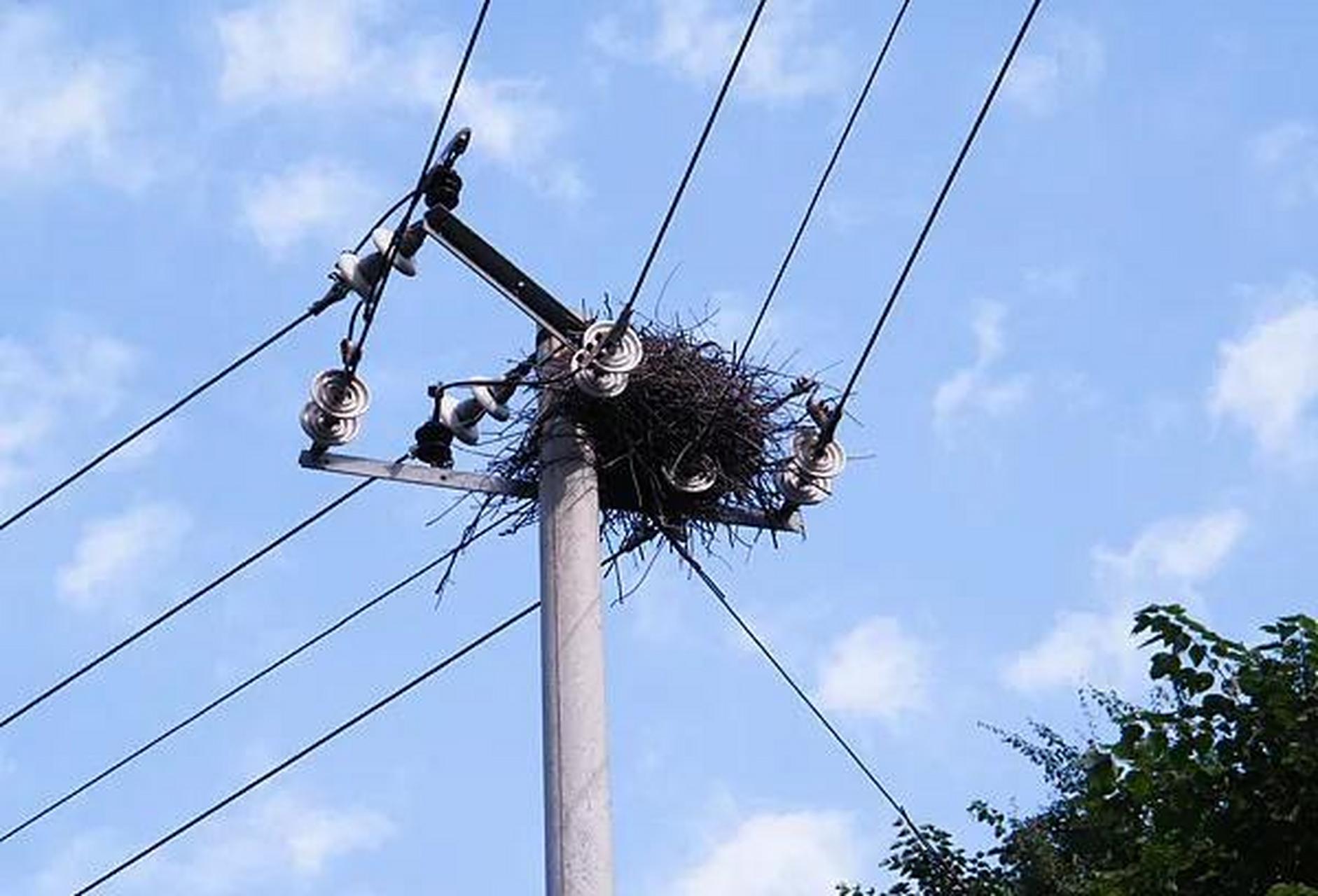湖北一小学生放学回家,途径本村10千伏高压电线杆,突然发现上面一个