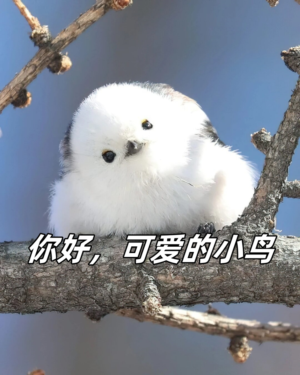 你好,可爱的小鸟  这些类似小棉球的鸟类是北长尾山雀,属于长尾山雀科