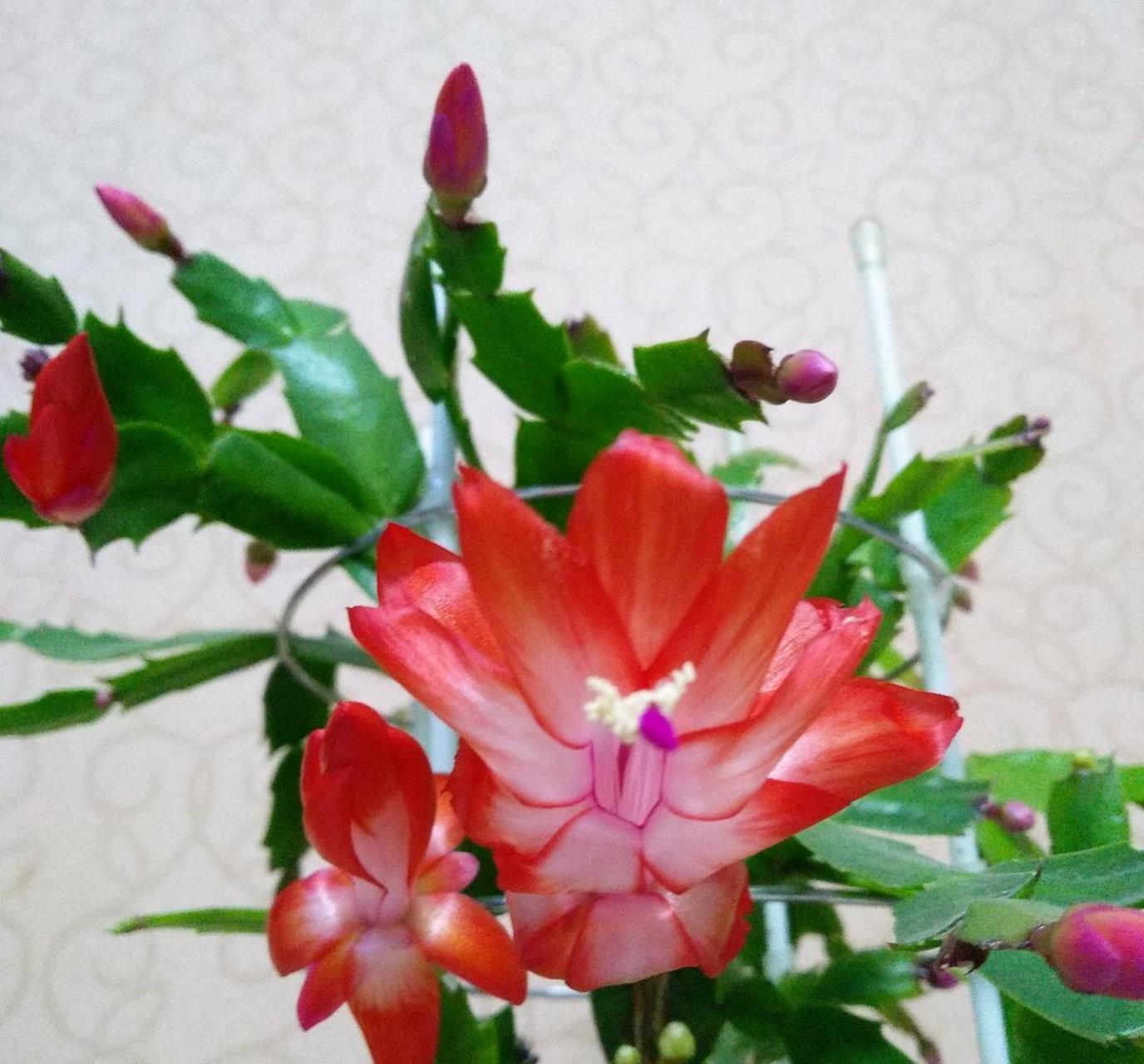 蟹爪兰"爱丽丝"开花的样子[期待]红白相间的花色,在阳光底下闪亮亮的