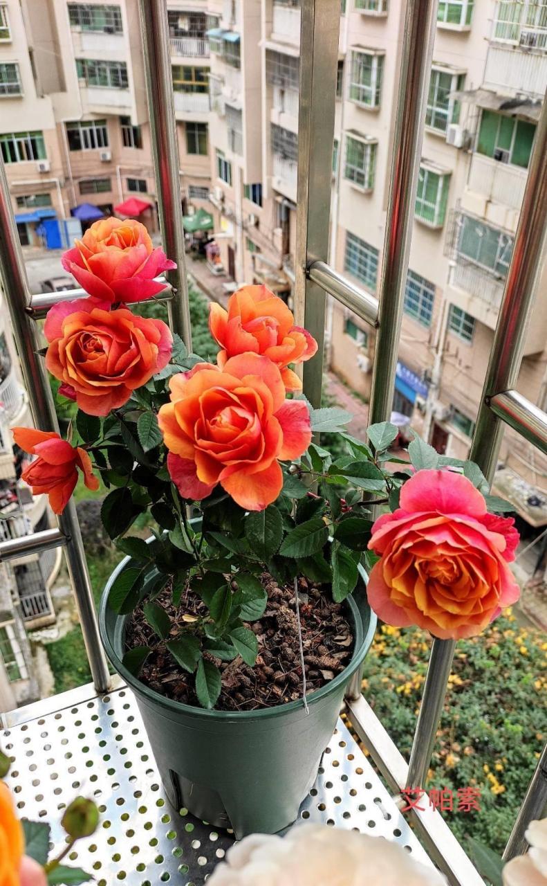 有种微型月季花,名叫"永远的艾帕索",植株低矮小巧,高只有三四十厘米