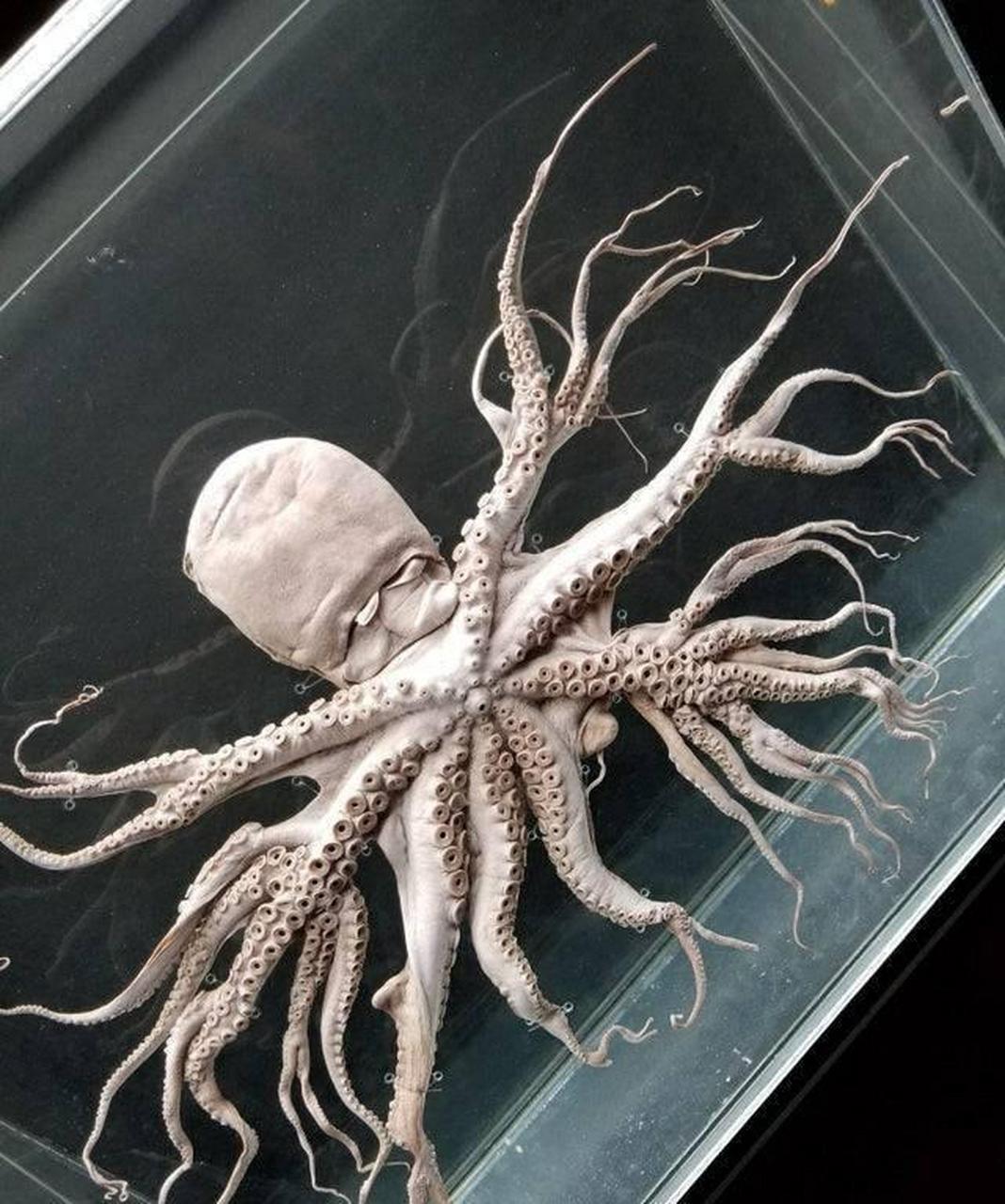 一只罕见变异章鱼的标本.注意它的触手产生了分叉