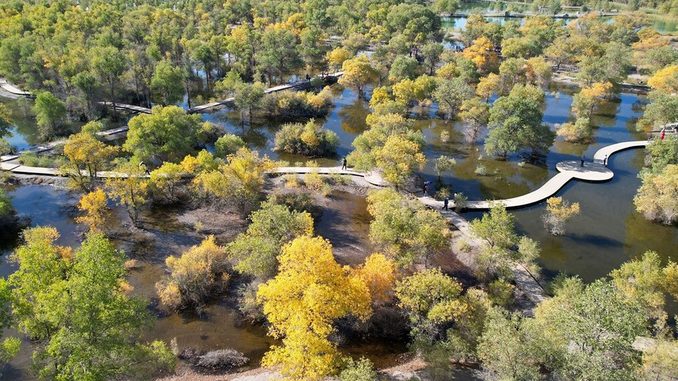 金秋时节,甘肃金塔沙漠胡杨林风景如画,胡杨,碧水和大漠相映成景