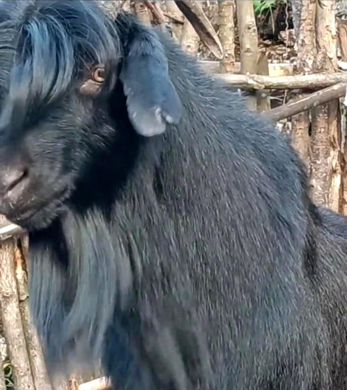 这只羊的发型不仅帅气,而且十分引人注目!