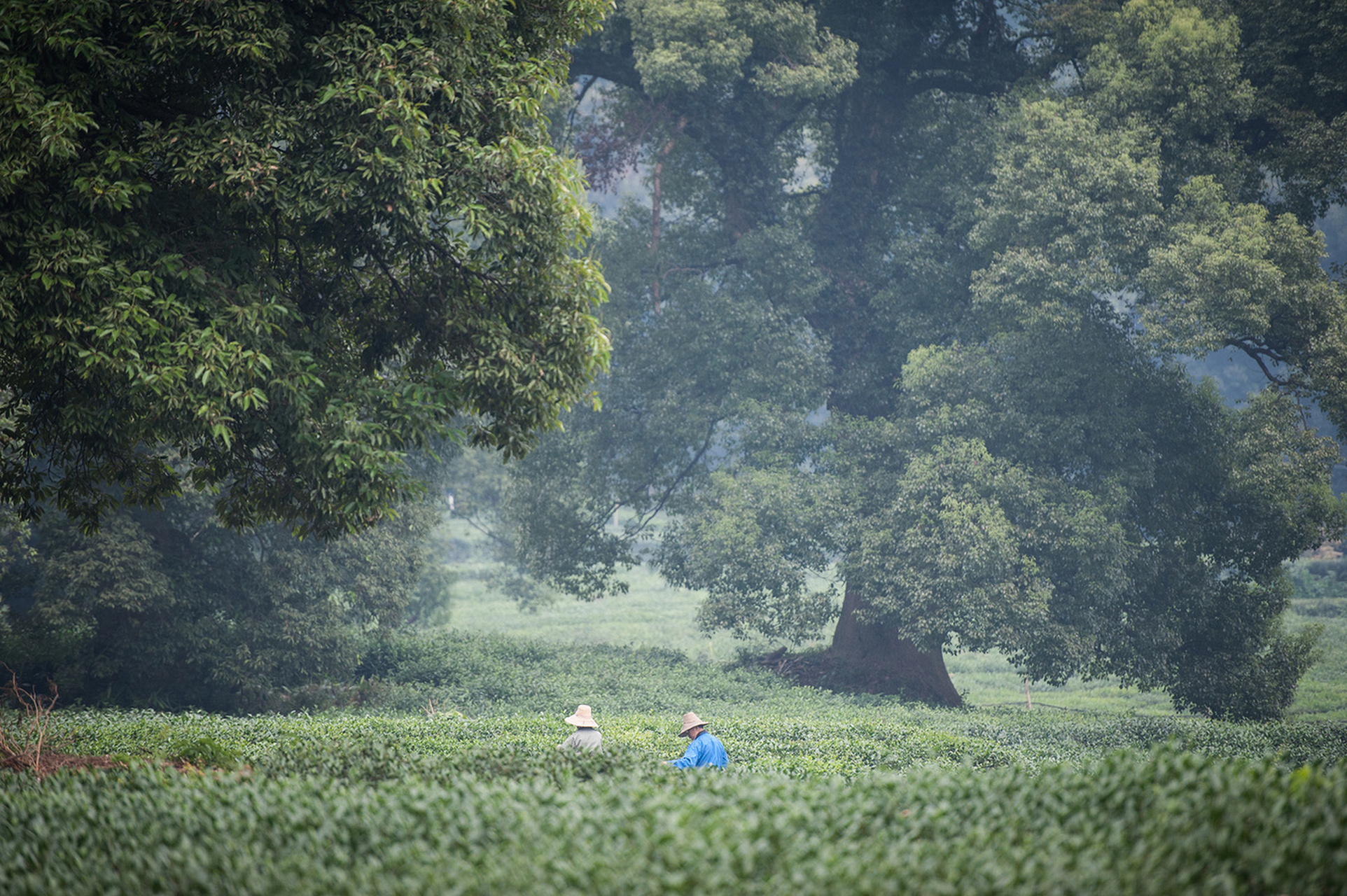 冬日旅行奇遇记# 杭州白乐桥:江南颇具特色的古村,锁定了宋词的意境