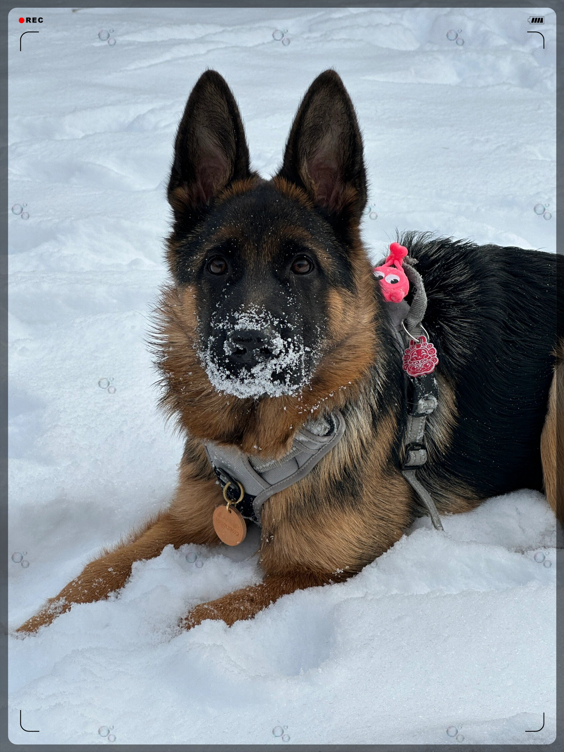 白胡子小狗的田园生活,你见过吗?