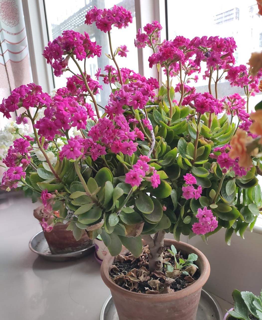 快过年了,家里可以养一盆这种花——长寿花"紫缤",植株低矮小巧,高