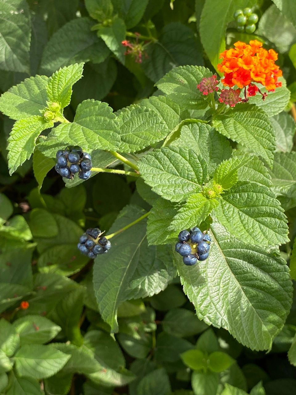 最美入侵植物马缨丹,它的果实居然是簇拥在一起的小圆果.
