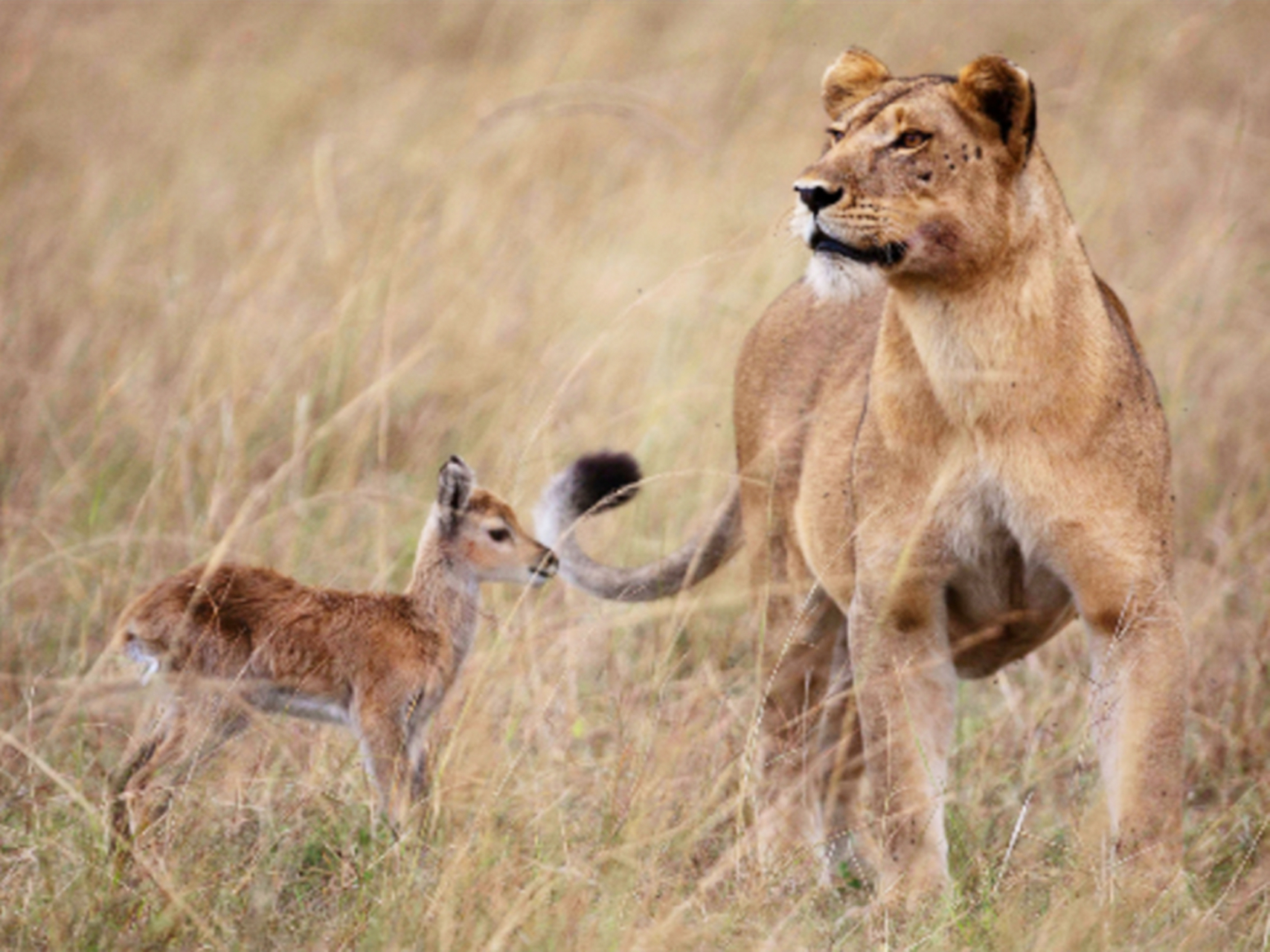 在大草原上,一只强壮的母狮子,追着一只成年母羚羊跑,之后将其捕食.