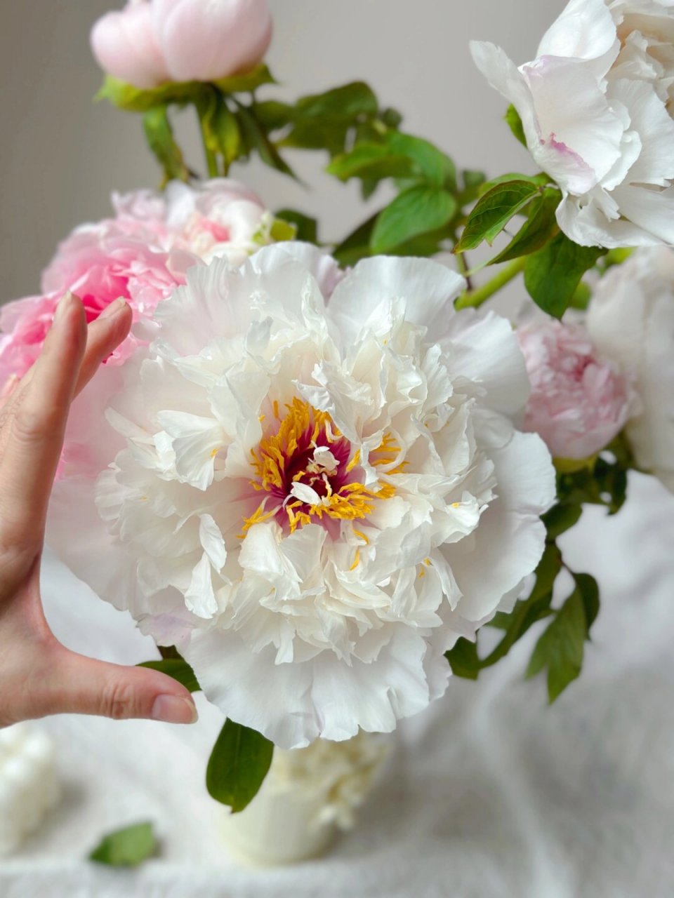 带你每天认识一种花材105/香玉牡丹  唯有牡丹真国色,花开时节动京城.