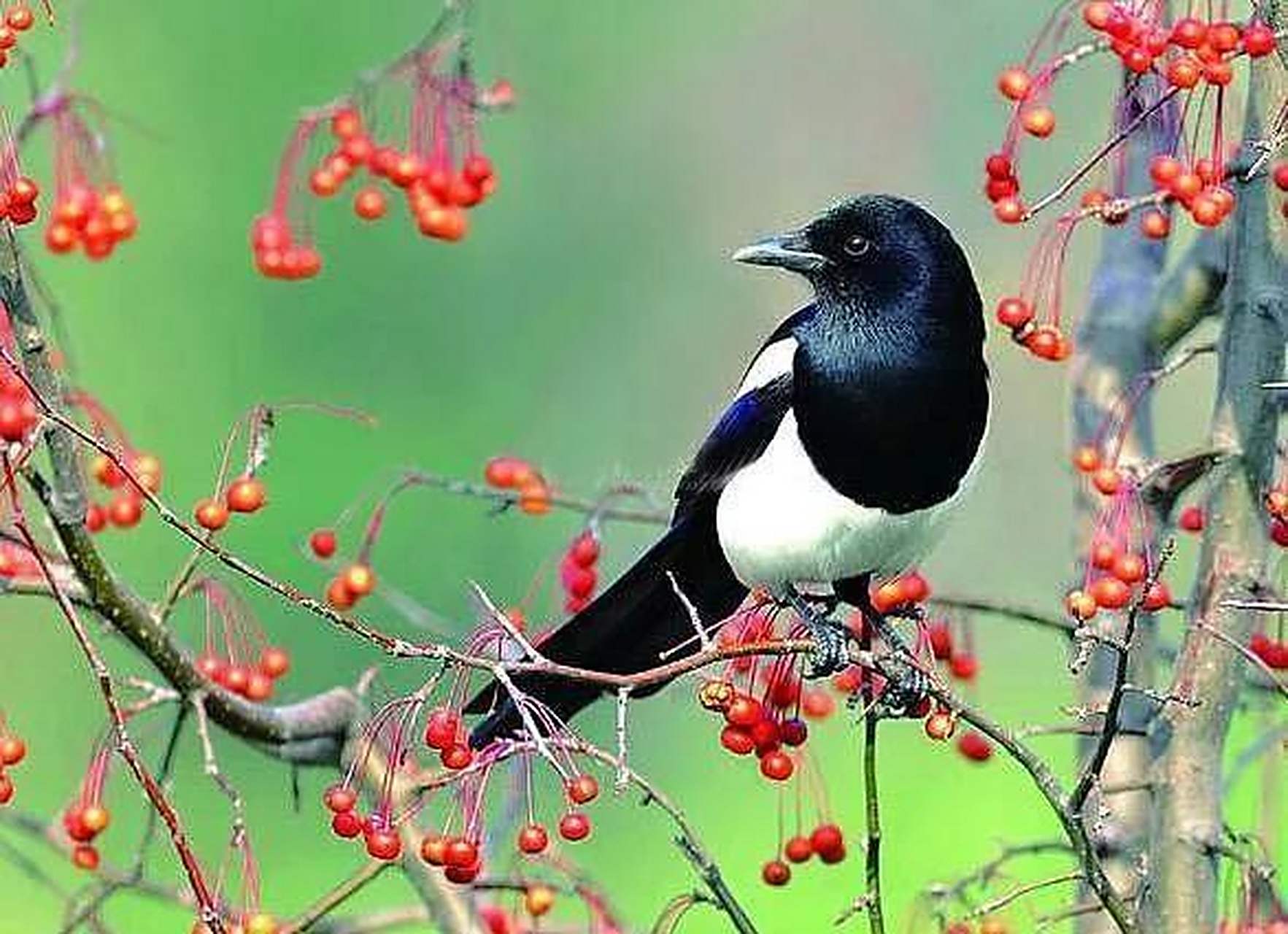 周公解梦,梦见喜鹊与窝,寓意吉祥,幸福将至? 周公解梦,梦见喜鹊与窝,寓意吉祥,幸福将至?