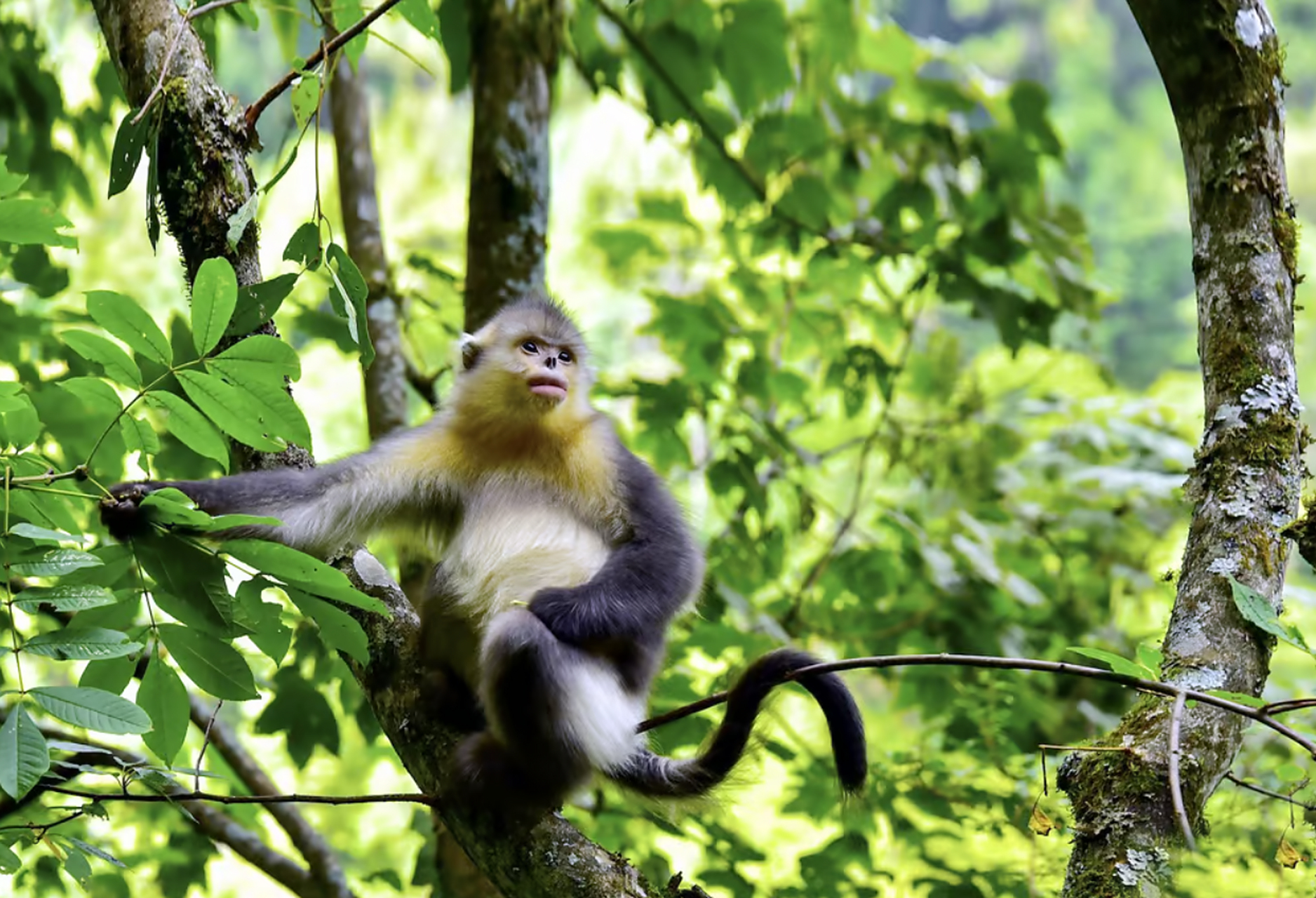 滇金丝猴是一种灵长类动物,生活在中国高海拔森林中,处于濒临灭绝状态