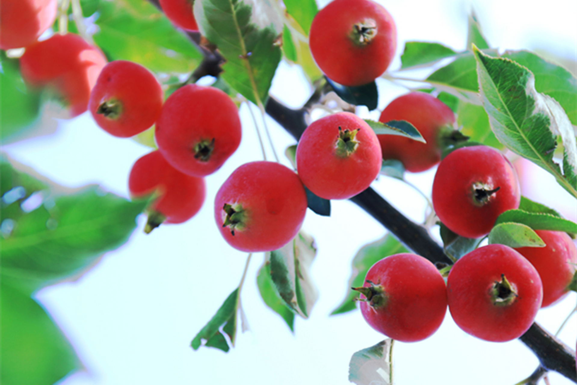 海红果是准格尔的特产水果之一,果形比较小,但是外观很红,成熟之后的