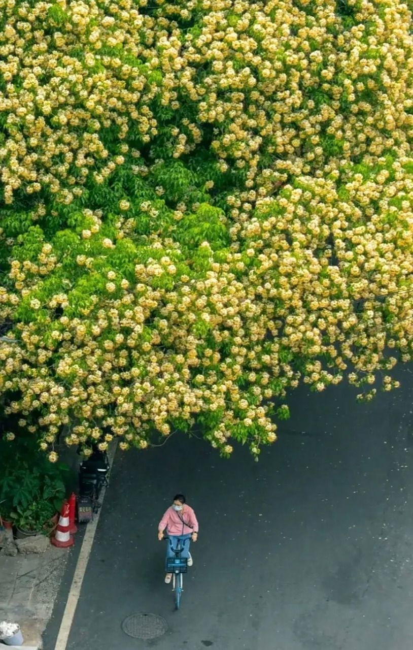 阮大铖《雷塘》:"雷塘无限白杨花,寒食西风集暮鸦.