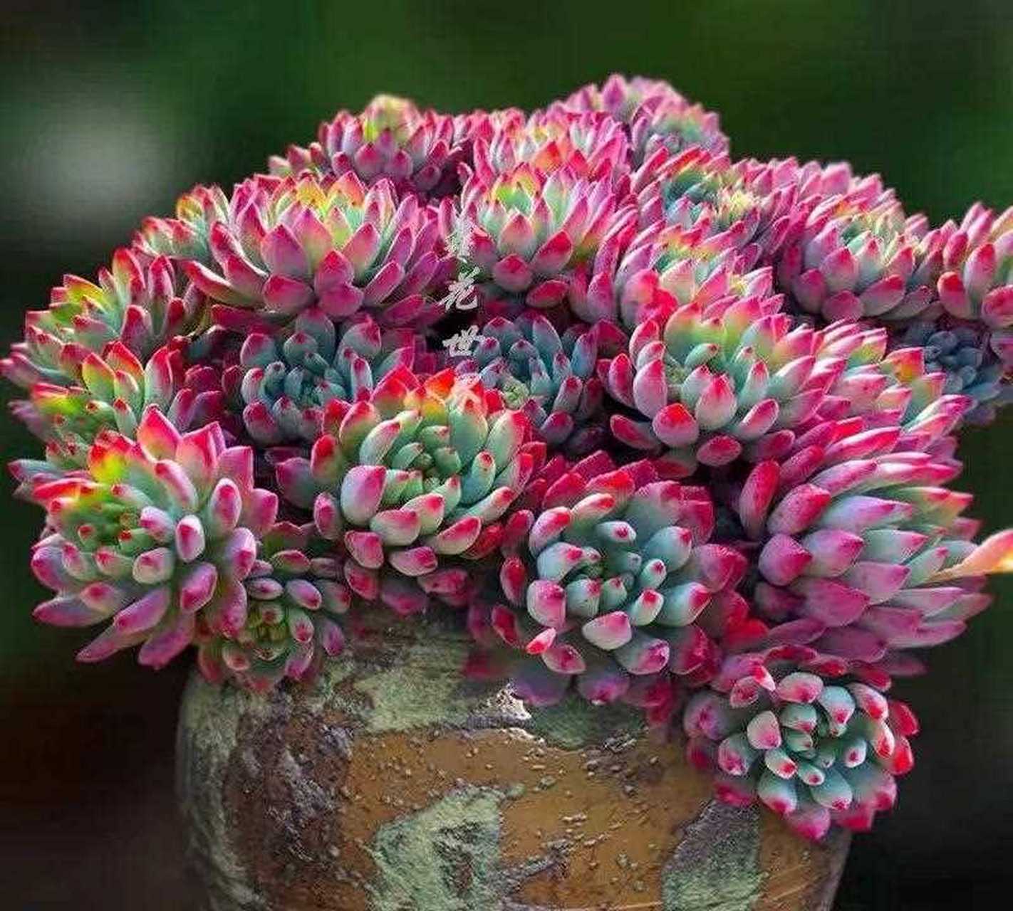 蓝苹果是景天科的一种多肉植物,又叫蓝精灵,是一种夏型种的多肉植物