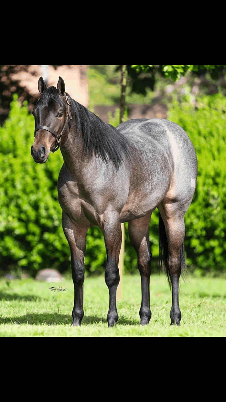 是什么品种?矮脚马?