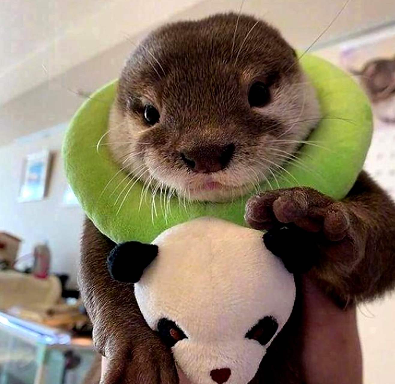 水獭的小爪子呆萌可爱,根根分明.