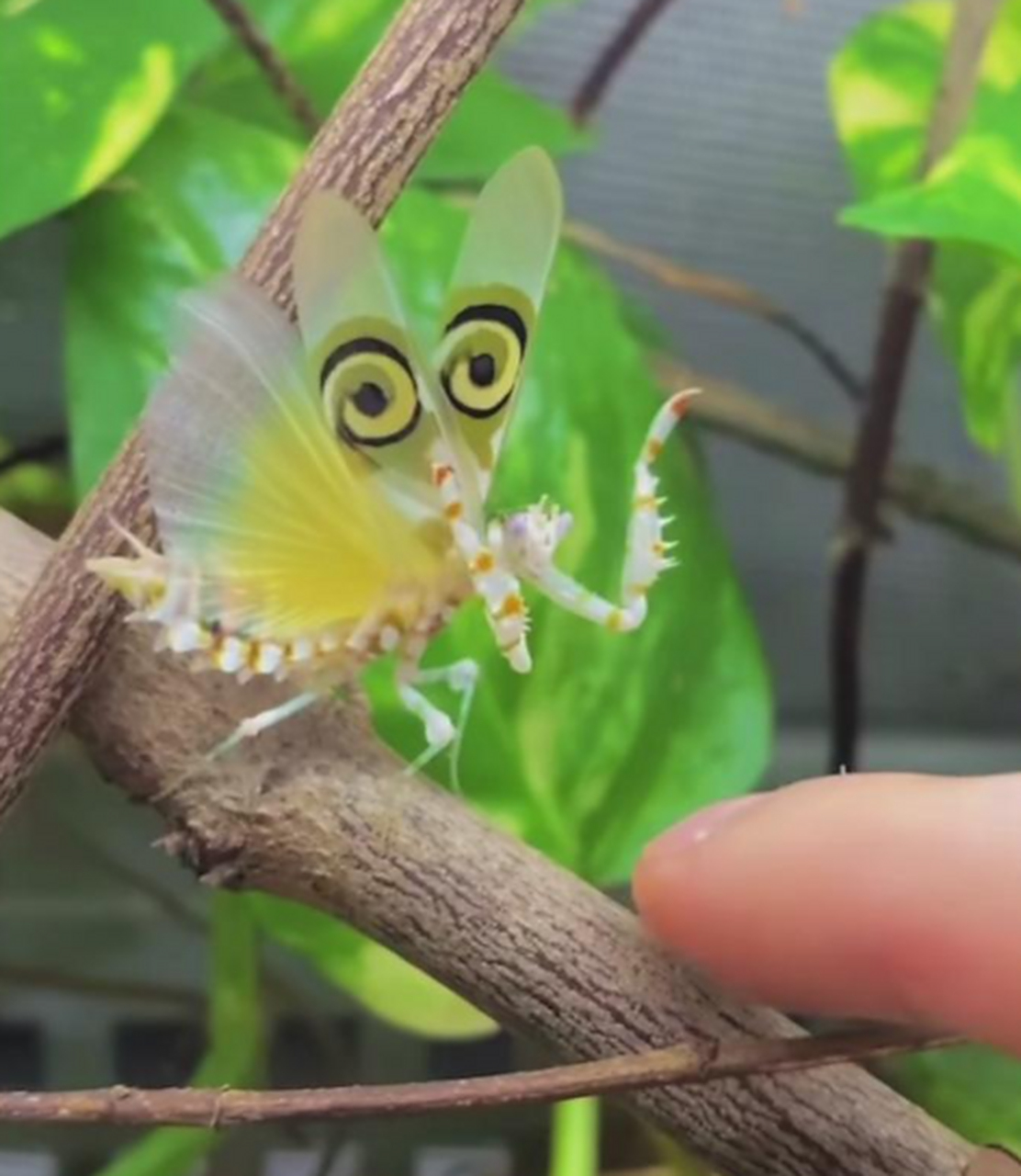 带卡姿兰大眼睛的小螳螂还挺可爱的