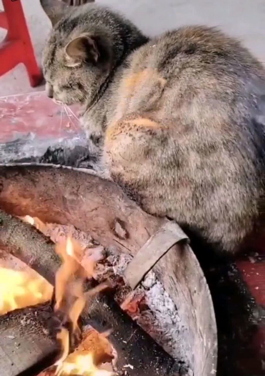 这只傻猫浑身着火,完全没有知觉![汗]